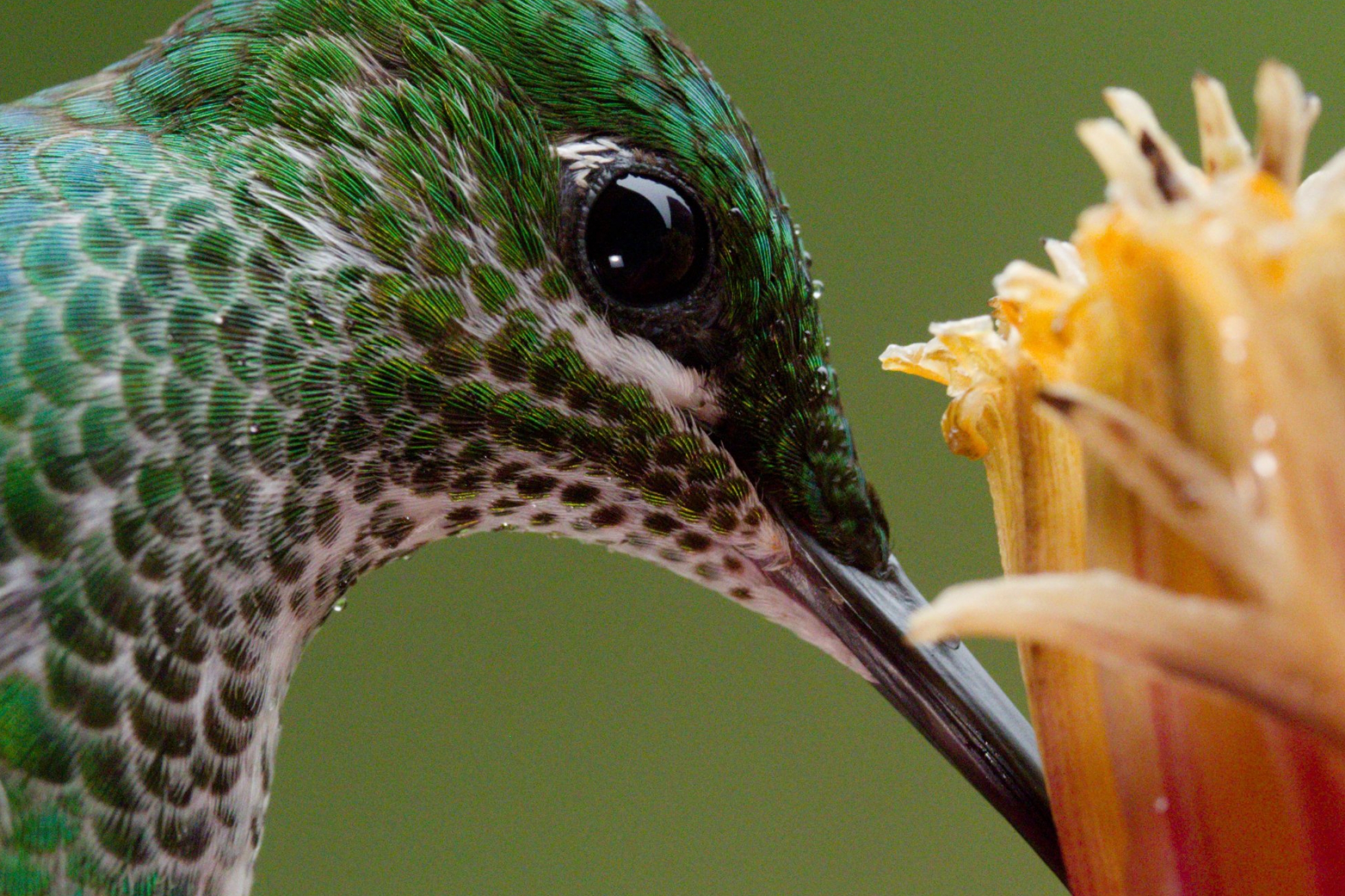 why_bird_before_1@2x.jpg